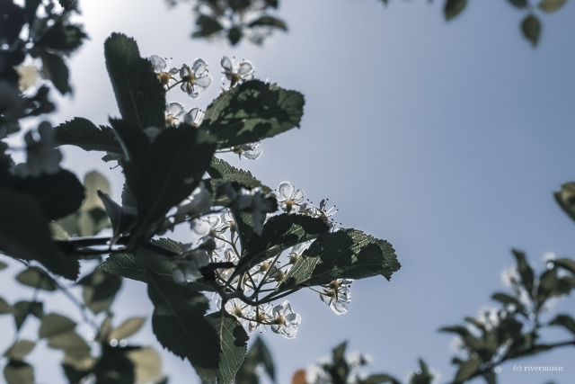 Sharing the Light: (c) riverwindphotography, May, 2019