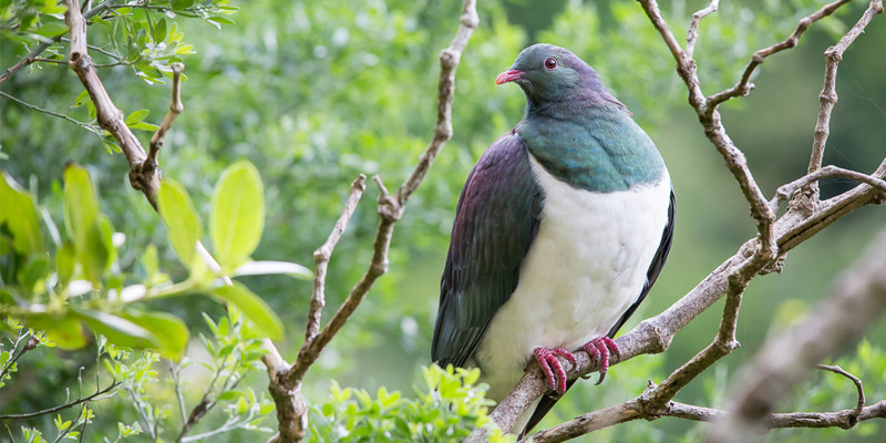 NZ Pigeon Birds, Wood pigeon, Forest habitat