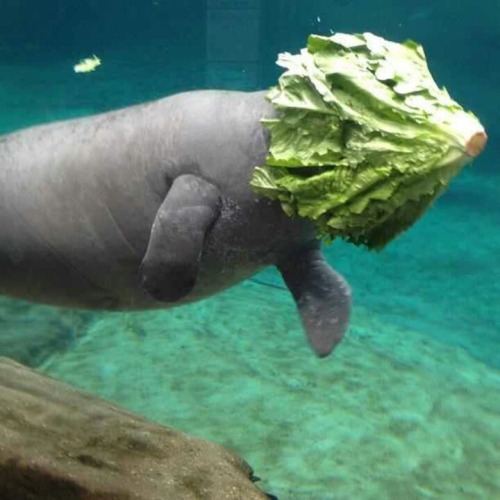 ftcreature:i love manatees because they are so majestic