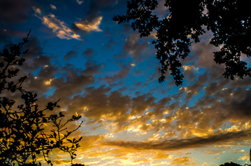 etherealphoto:Golden Strands (Australia) by Me