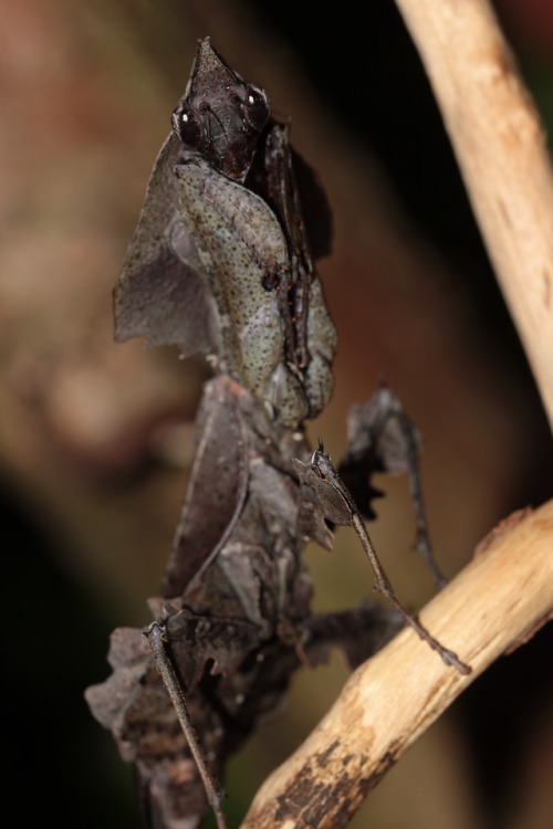 dark-space-exotics:Parablepharis kuhlii asiatica adult female.