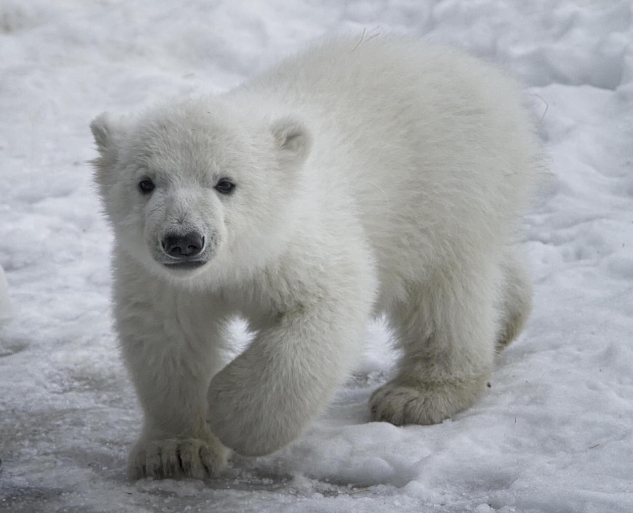 llbwwb: (via 500px / Baby polar bear by Karin... - NATURE'S PAINTBOX