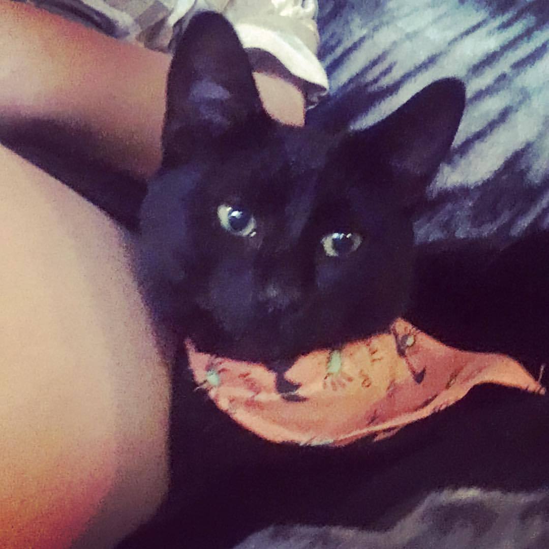 <p>This little cutie is Commander!! She’s super adorable and energetic! Came to sit with me for a little bit here wearing her Halloween bandana my mum made for her! #blackcats #cutiecat #loveblackcats <br/>
<a href="https://www.instagram.com/p/Bpt2nvRgUvh/?utm_source=ig_tumblr_share&igshid=v8k4rx4d34f1">https://www.instagram.com/p/Bpt2nvRgUvh/?utm_source=ig_tumblr_share&igshid=v8k4rx4d34f1</a></p>