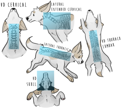 Veterinary X Ray Positioning Chart