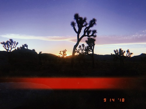 leahberman:joshua tree national park + HUJI appinstagram