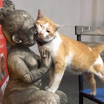 animal-addiction-love