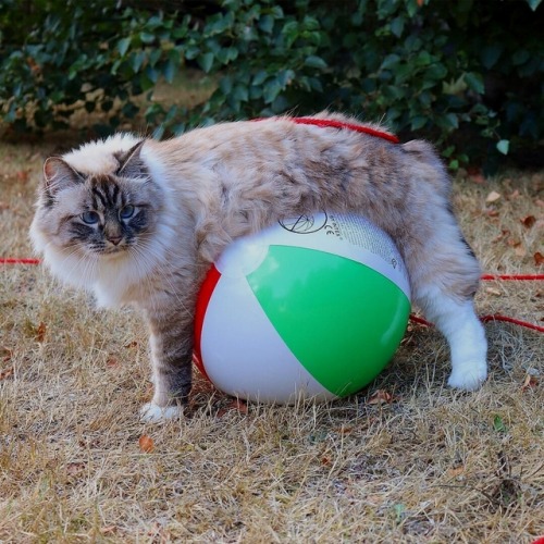 bunjywunjy:kitty:from missenell“ONE OF THESE WILL HATCH,...