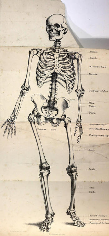 michaelmoonsbookshop:The Human Skeletondamaged plate from a...