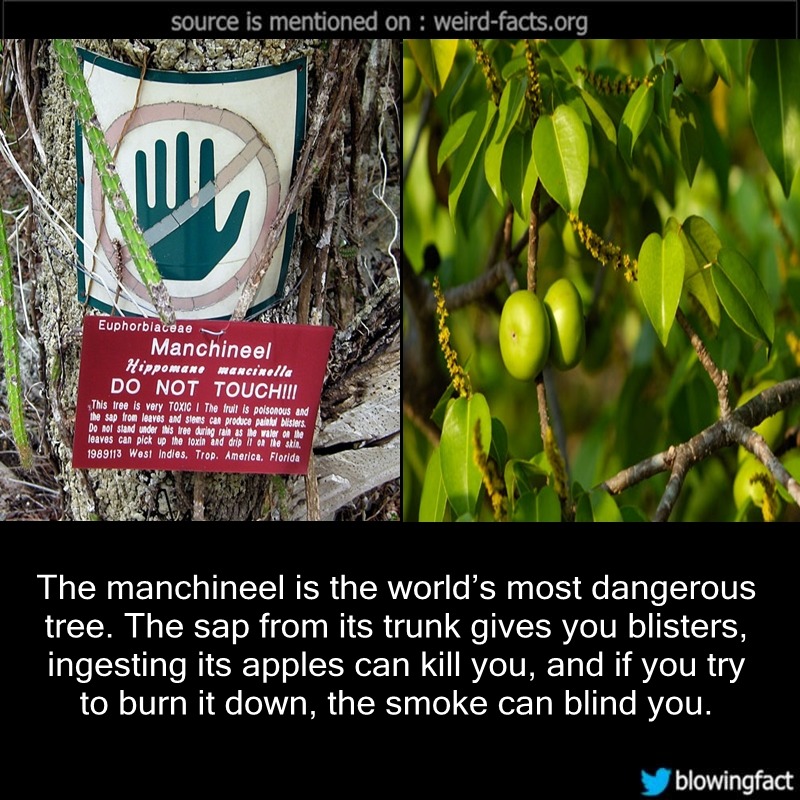 Weird Facts, The manchineel is the world’s most dangerous tree....