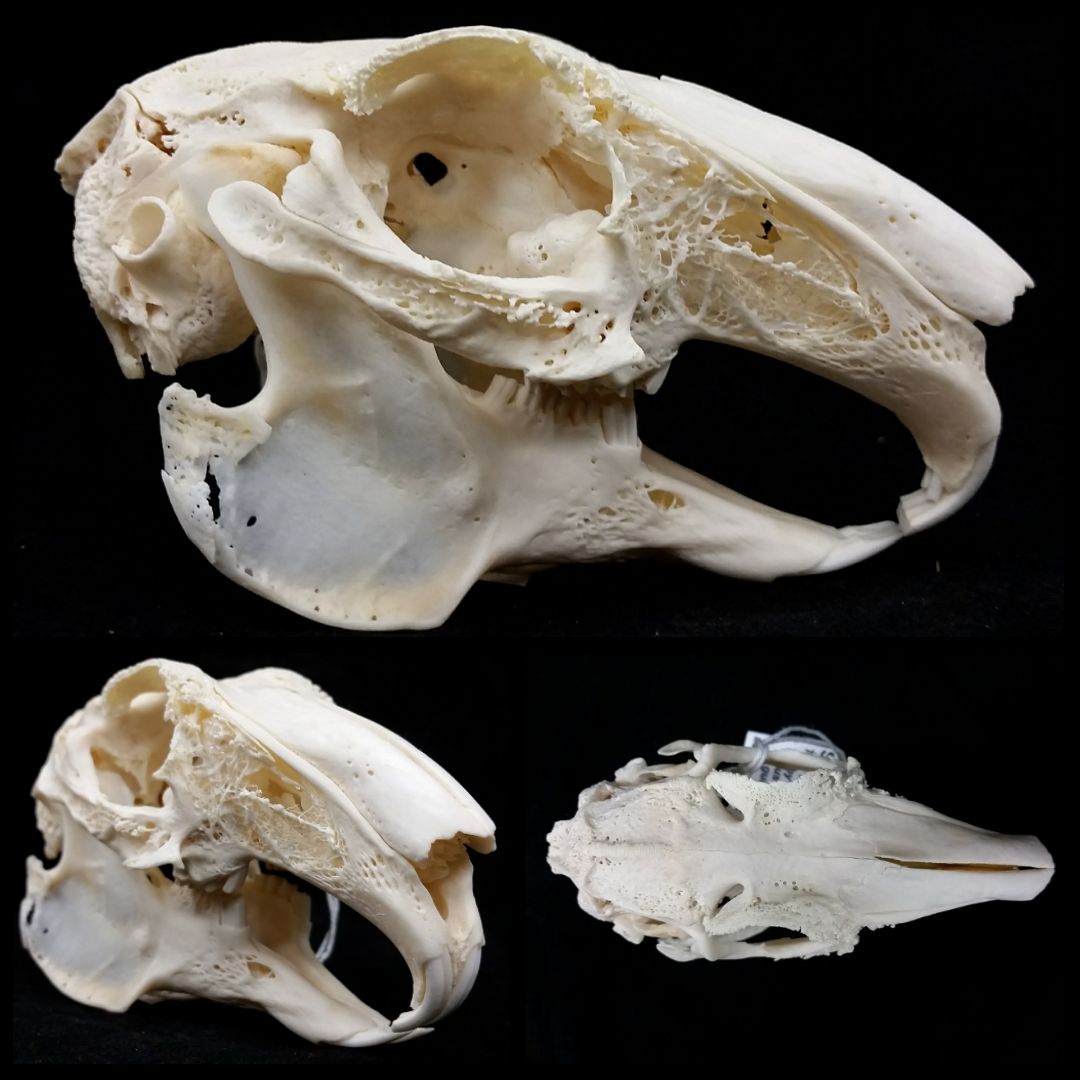 natural selections this is a real flemish giant rabbit rabbit skull