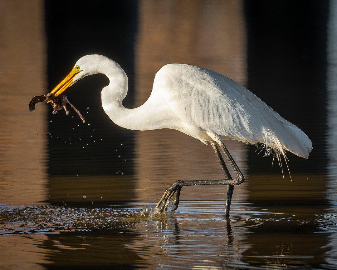 A Great Egret nabs a Mexican Free-tailed Bat - Observation of the Week,  12/23/18 · iNaturalist