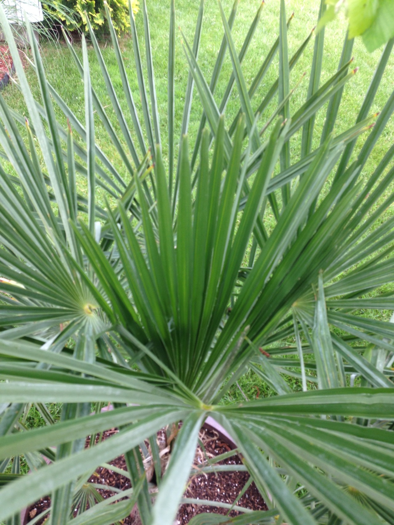 Palm Trees in Indiana - This is one of the nicest windmill palms that I...