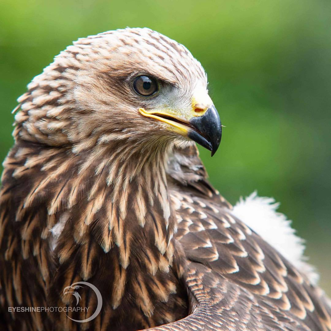 Eyeshine Photography — Exploring | Red Kite Juvenile . #redkite #kite...