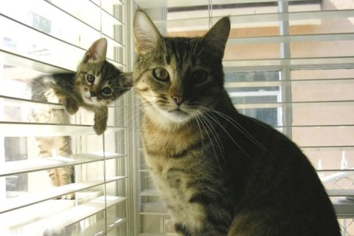 10knotes:Moms & kittens.