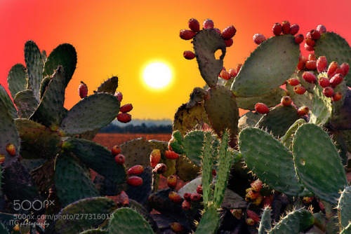 Sabras Sunset by ITGphotography