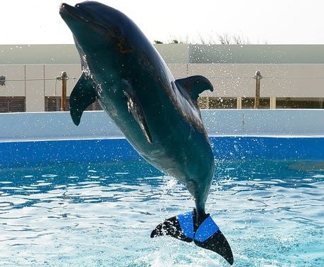 sixpenceee:For decades, Fuji the dolphin had delighted children...