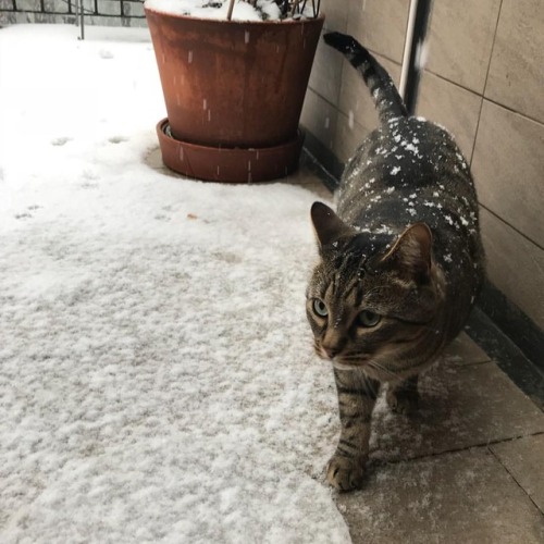 ladynorthstar:cat in the snooooooow