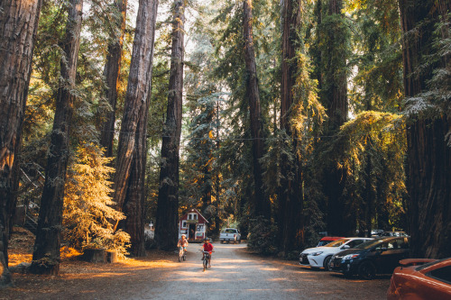 brianfulda:Spent the weekend camping in the redwoods and...