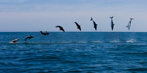 shortfin mako sharks | Tumblr