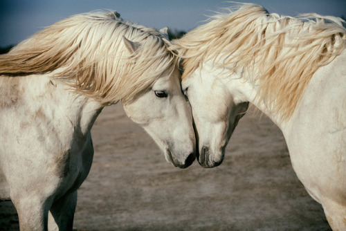 widewaterwoman:The small, wild horses of Camargue run feral...