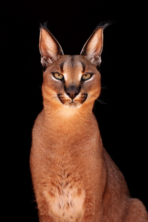 for-redheads:Ginger Animal of the WeekCaracal / Desert Lynx...