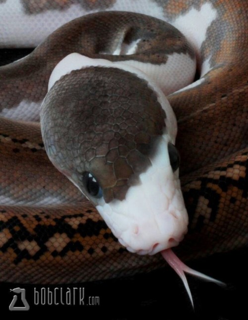 wolfie-has-a-blog:doctorwh000o:Okay but how can anyone hate snakes??Like…Excuse me?? These...