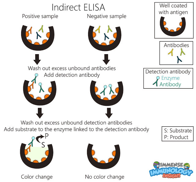 Immense Immunology Insight — Indirect ELISA is used for detection of a...