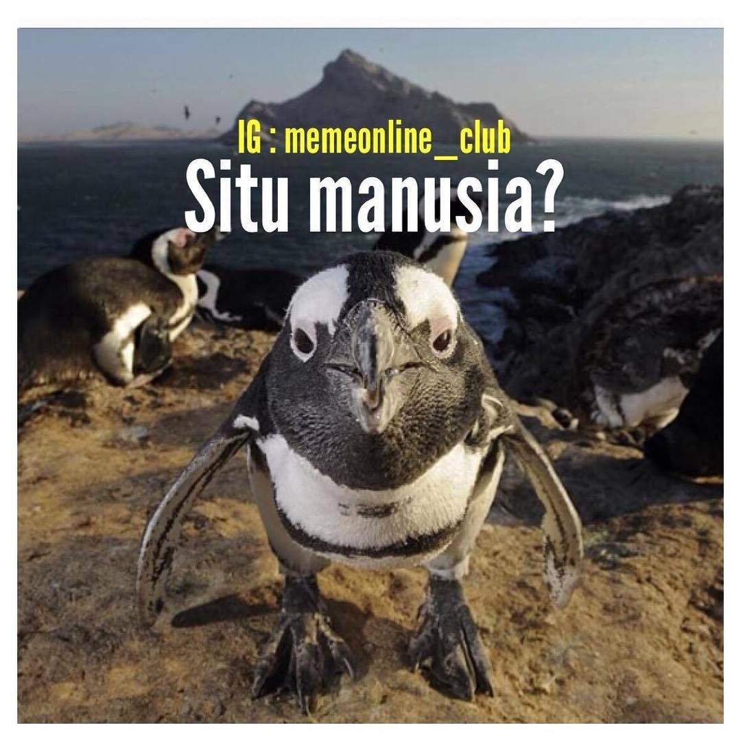 Memeonline Club Pinguin Situ Manusia Lawak Kocak Humor