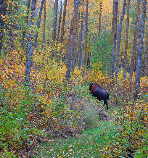 wapiti3:THE SLOWER YOU GO THE BIGGER YOUR WORLD GETS!my hiking...