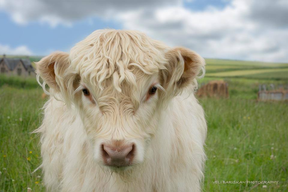 Hugh Highlander Highland Cow (white as snow baby highland cow via true…)