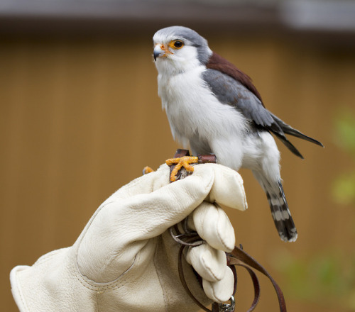 cuteanimals-only:TIL pygmy falcon. so tiny. so fluffy.