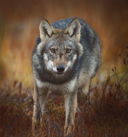 wolf wolves canis lupus timber wolf european woods finland at sunset scenery nature photography suomi instagram amazing colors scandinavia wildlife wild animals beautiful portrait photo