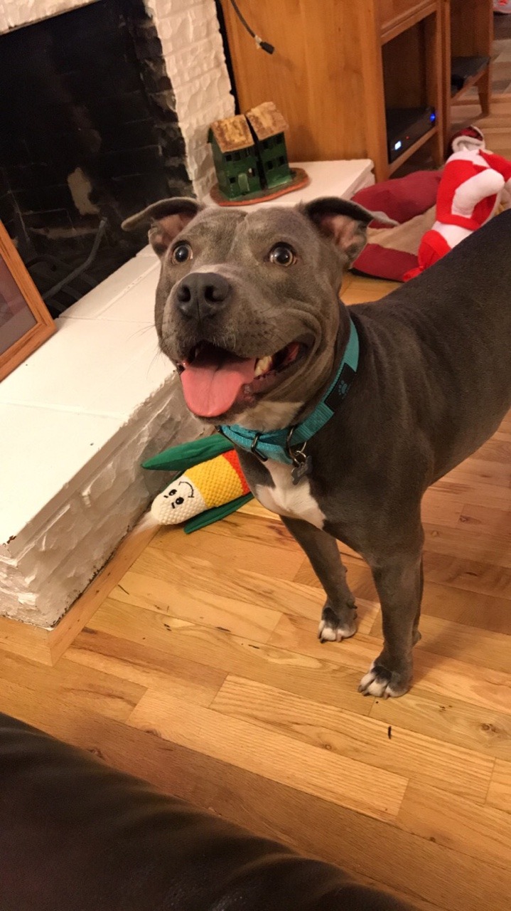 handsomedogs-ollie-the-2-year-old-rescue-pit-who-loves