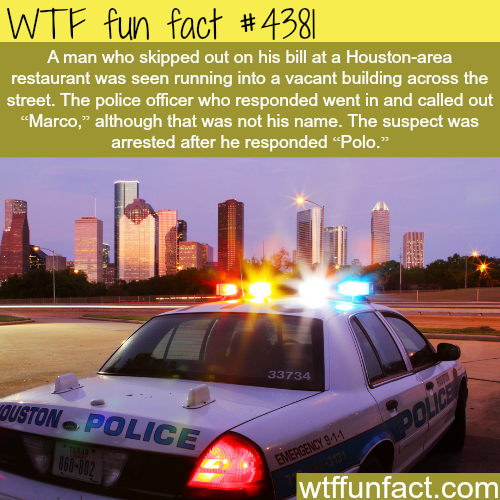 Funny Police Moments Wtf Fun Facts Funny Police Moments Wtf Fun Facts
