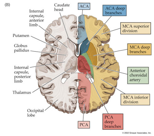 Anterior Cerebral Artery (ACA), Middle Cerebral... - Nervous System ...