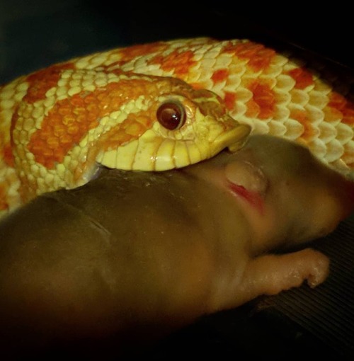 Piggin out#westernhognosesnake #hognosesnake #albinohognose...