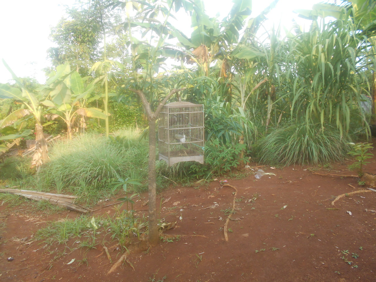 Garis Keras — Foto Perkampungan Baduy Foto-foto ini adalah ...