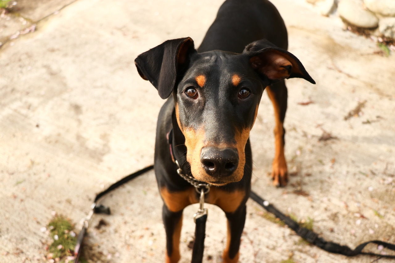 doberbabies | Tumblr