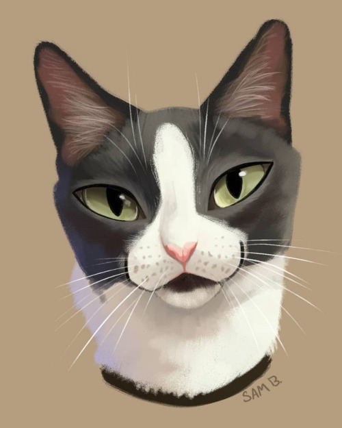 Another commission #cat #pet #petportrait #art #digitalpainting...