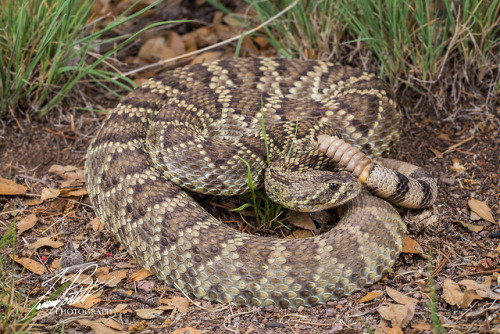 lovingexotics: Mojave Rattlesnake Crotalus Scutulatus Source: ...