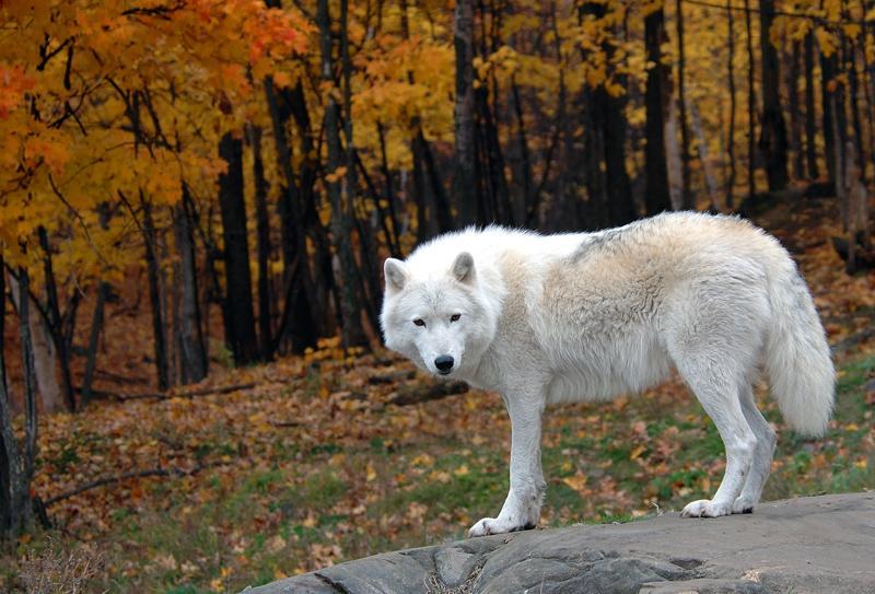 autumn sky wolfe