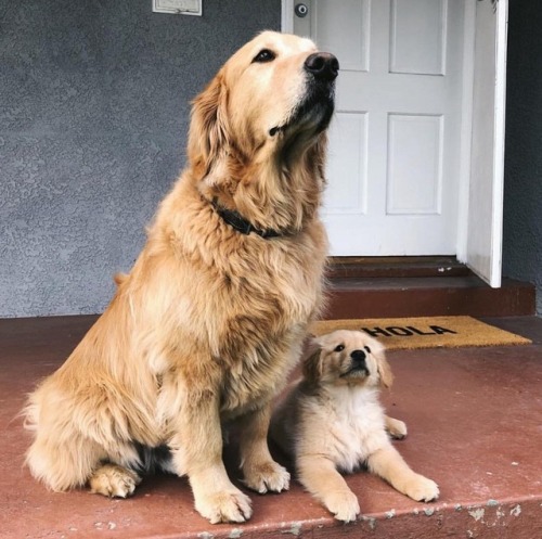 doggosource:teaching young pup how to protect guard from...