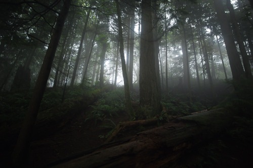 lobo-de-luna:springtime in Western Washington6-18-16