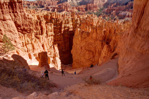 philotheoristic:Bryce Canyon N.P. Below the Rim,…Navajo Loop -...