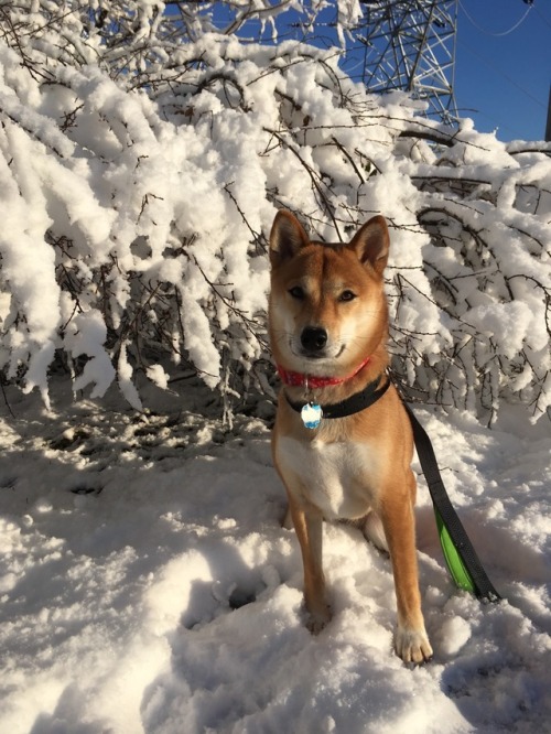 handsomedogs:Shiba Inu - NalaLong-haired Shepherd -...