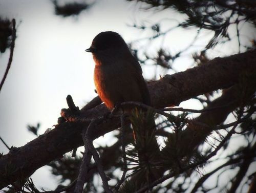 photographers on tumblr original photographers Forest evening sunlight bird siperian jay