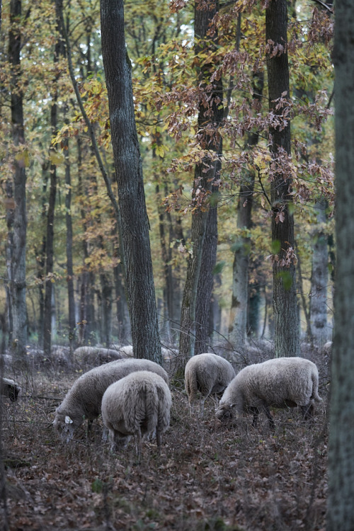 original photographers photographers on tumblr nature photos sheep knowhow forrest