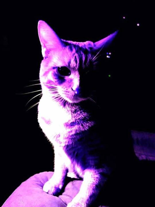 purple cat on Tumblr