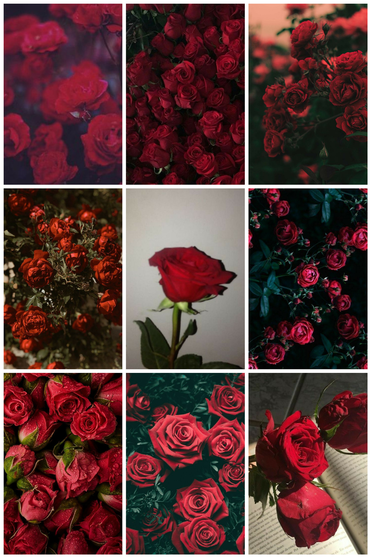 red flowers on Tumblr