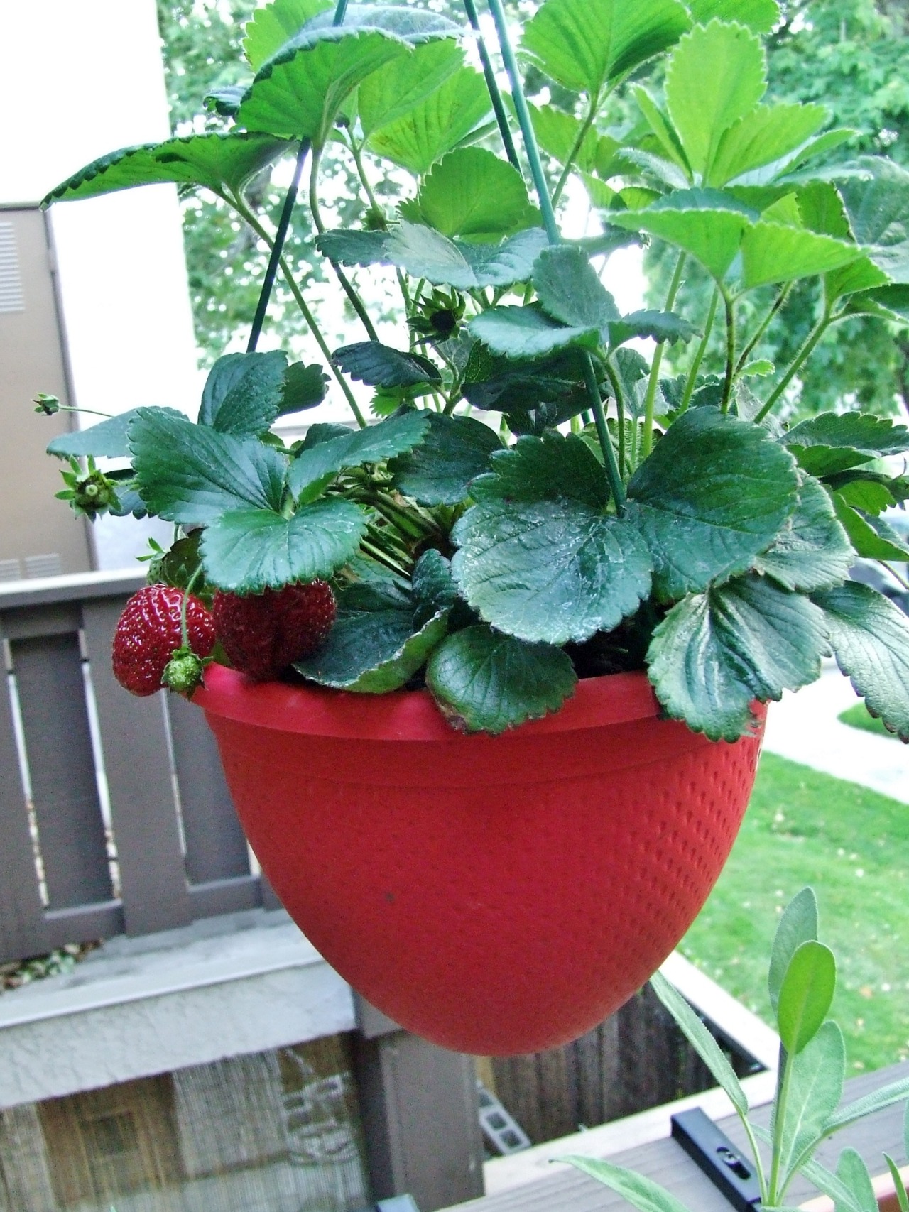 Hanging Strawberry Planter that I bought from&hellip; Mejores
